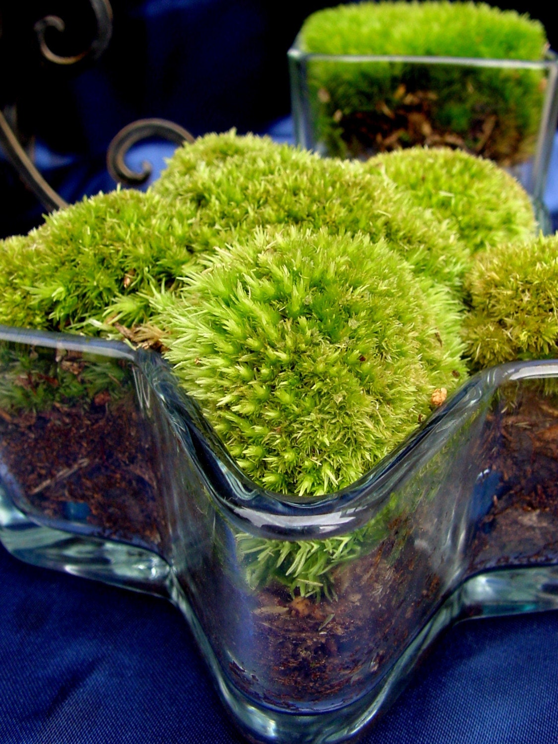 Gorgeous Live Moss -Open Terrarium-Star Glass