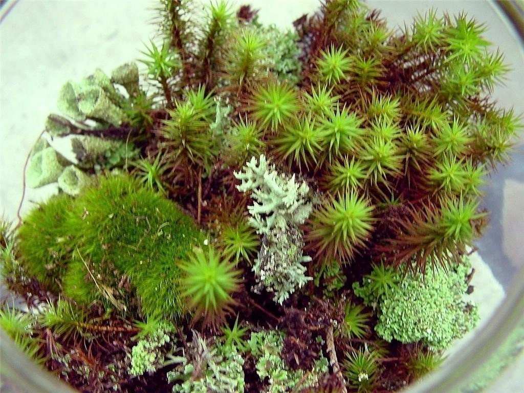 DIY Large Moss and lichen Terrarium kit - Build your own-FREE 17 Page Moss Care Book included