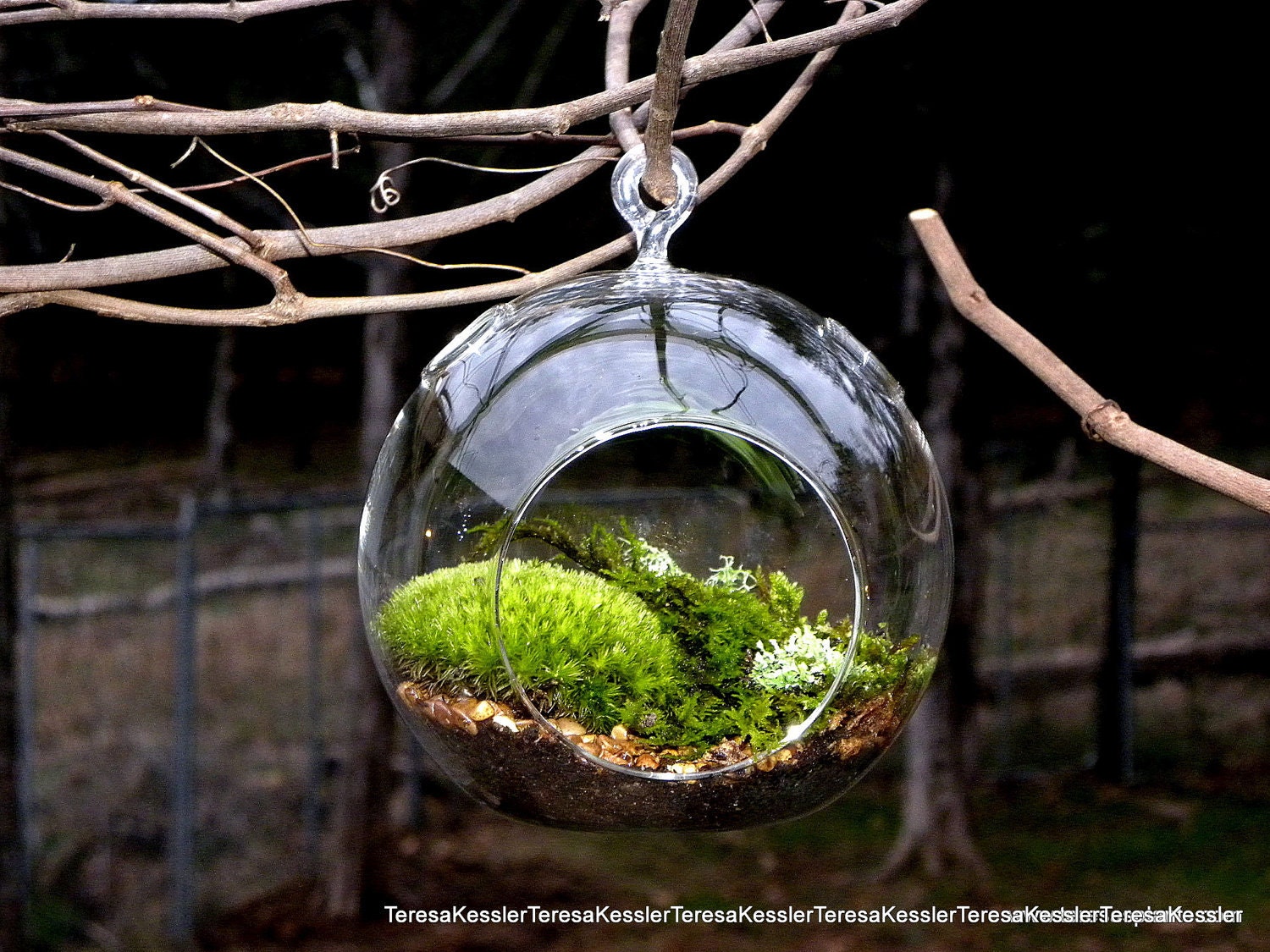 Hanging Glass Globe DIY Moss Terrarium Kit-Live Assorted Moss Lichens & Glass ball included-Wedding Decor