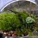 Hanging Glass Globe DIY Moss Terrarium Kit-Live Assorted Moss Lichens & Glass ball included-Wedding Decor