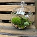 Hanging Glass Globe DIY Moss Terrarium Kit-Live Assorted Moss Lichens & Glass ball included-Wedding Decor