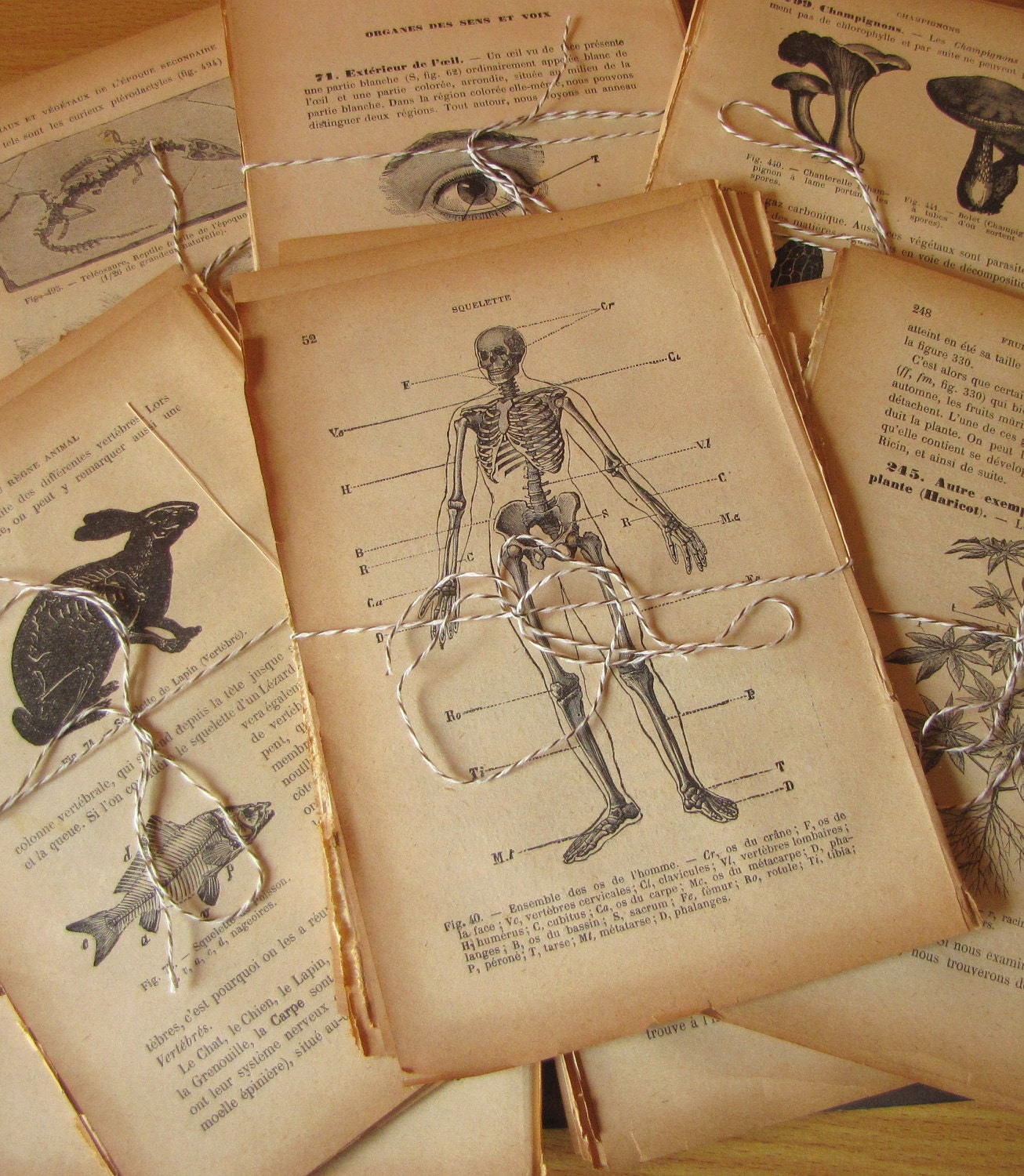 ANTIQUE French Textbook Illustrated Pages Lot of 10 Pages 1911 Natural History, Anatomy, Botanical etc