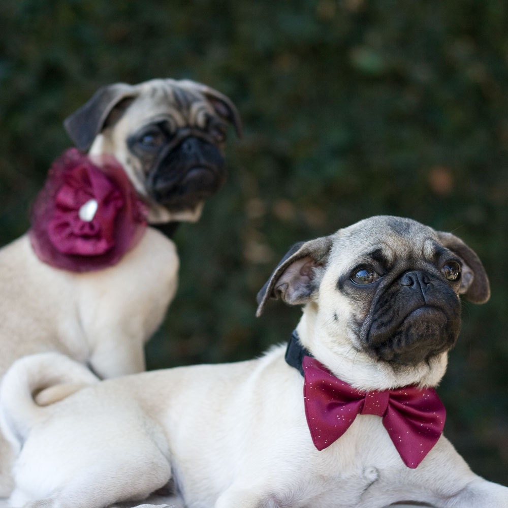 Dog Collar and Flower Bow Cranberry Wedding Photo Prop