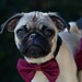 Dog Bow Tie Collar Cranberry Wedding Photo Prop