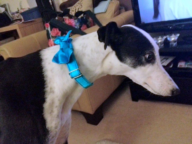 Dog Bow Tie Collar Cranberry Wedding Photo Prop
