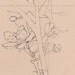 Original flower pencil drawing - Kept, crabapple blossom line drawing on neutral beige paper