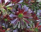 Aeonium Arboreum Large Succulent Plant Cutting