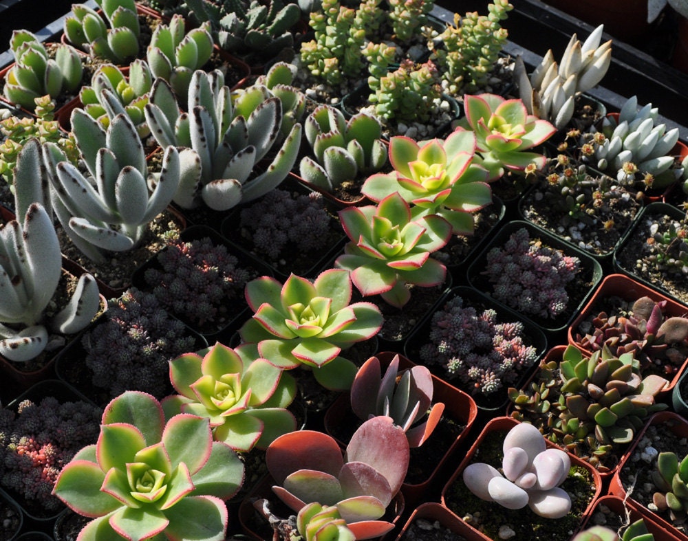 9 Succulent Plants Wedding Centerpieces Favors Bouquets