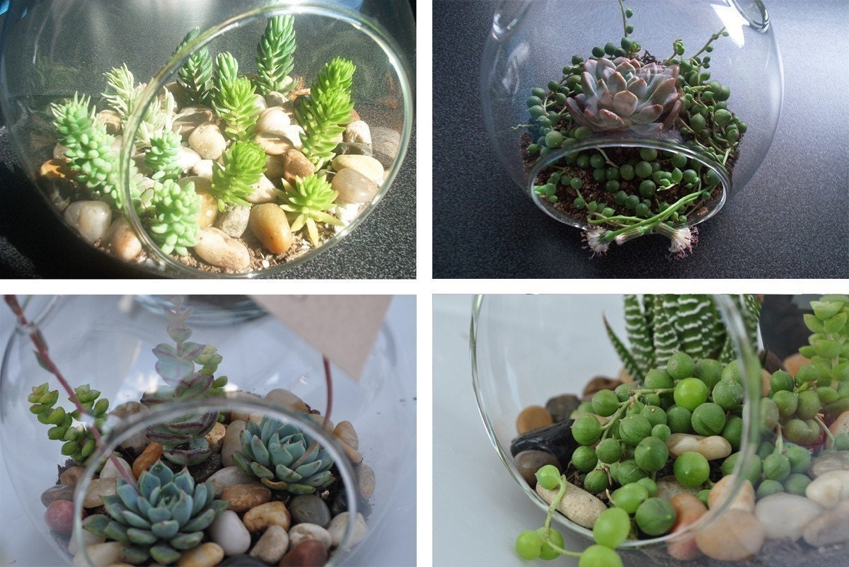 Succulent Terrarium Sunny - Through the Looking Glass... A Sun Loving Mysterious Hanging Succulent Terrarium Orb