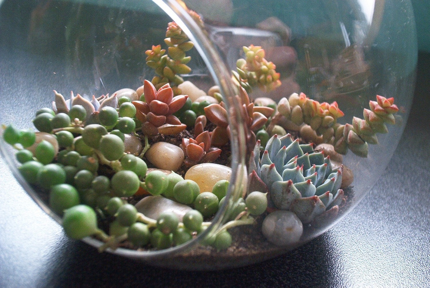 Through the Looking Glass... A Mysterious Hanging Succulent Terrarium Orb