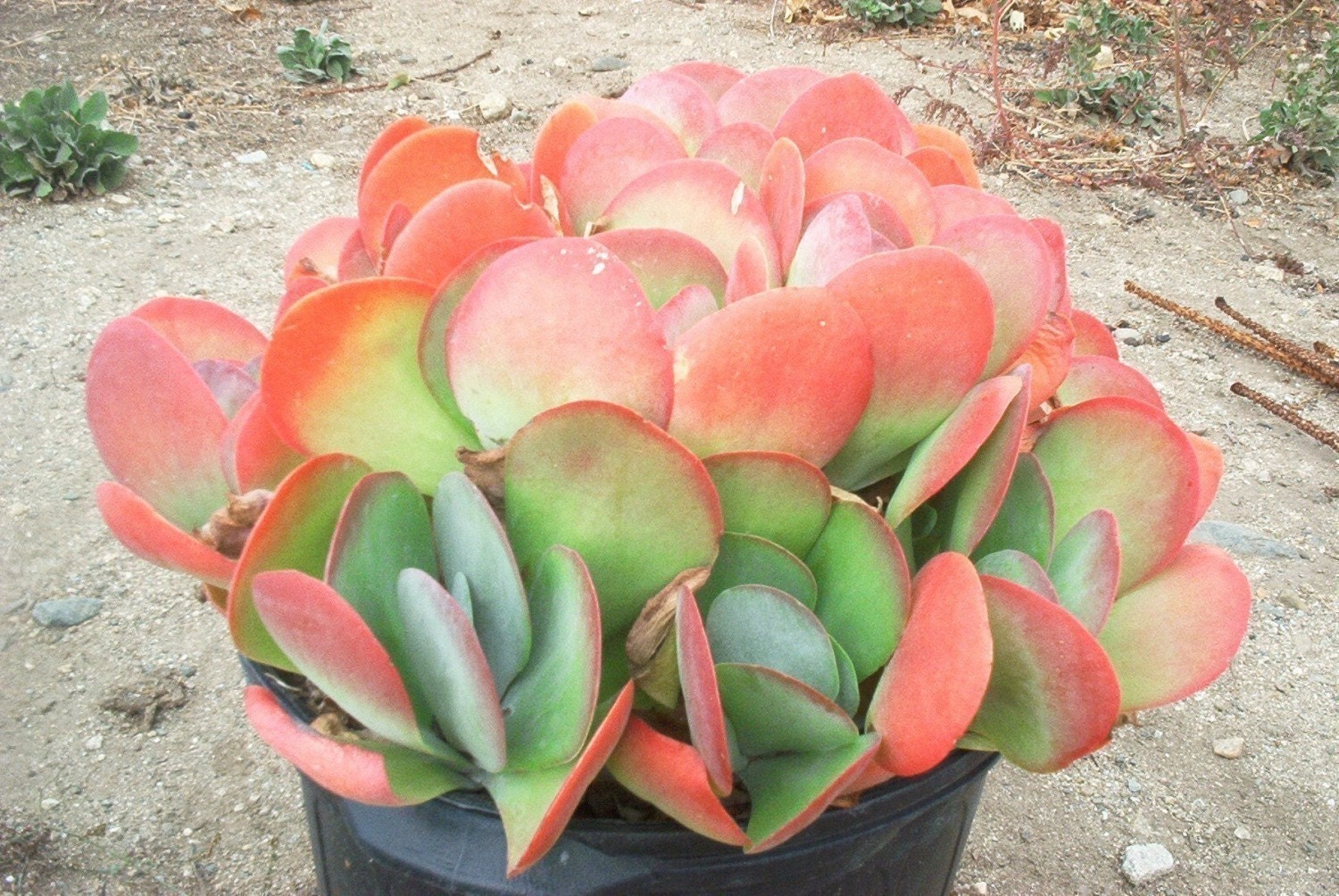 Kalanchoe luciae - Paddle Plant - Flapjacks - Succulent Plant