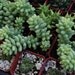 Sedum Burrito Succulent Plant