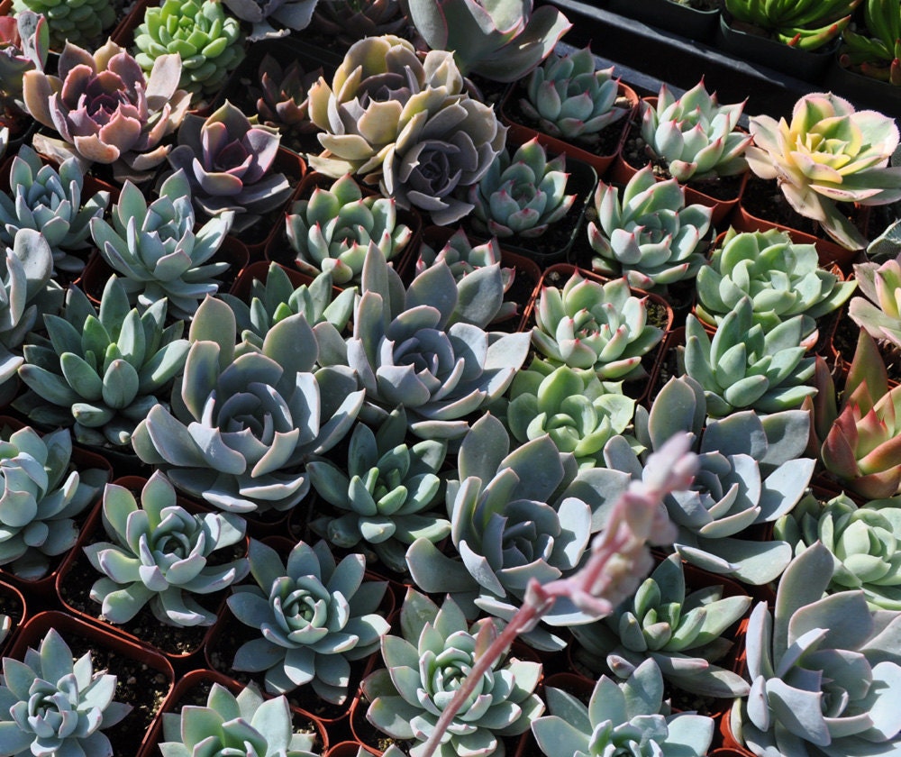 3 Succulent Plants Wedding Centerpieces Favors Bouquets
