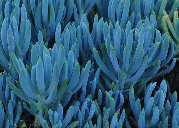 Senecio Mandraliscae Chalk Sticks Succulent Plant