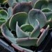 Echeveria Blue Sky succulent plant