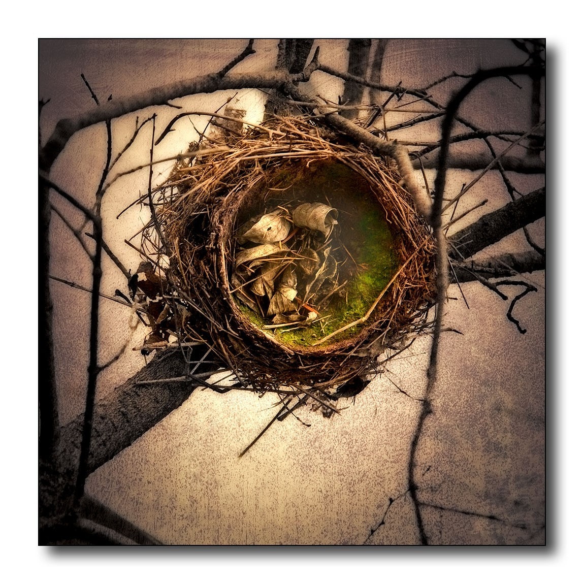 Birds Nest Fine Art Photography, Close Up Branches And Twigs With A Brown Texture Added
