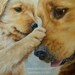 8x10 Golden Retriever Fine Art Giclee Print by LARA