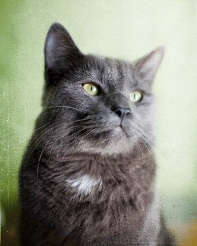 Cat Pose - Fine Art Animal Photograph - soft gray cat, emerald green eyes, moss green, family pet - janeheller
