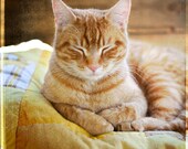Cat Nap photograph - Fine Art signed Animal Photograph - sleeping cat, ginger, striped cat. - janeheller