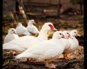 White Ducks- 8X8 Signed Fine Art Photograph