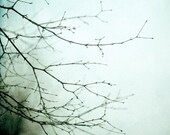 nature photograph, Branches - wispy tree branches against a soft blue green sky - Fine art print, Home Decor