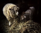 Feeding Time - 8X8 Fine Art Print