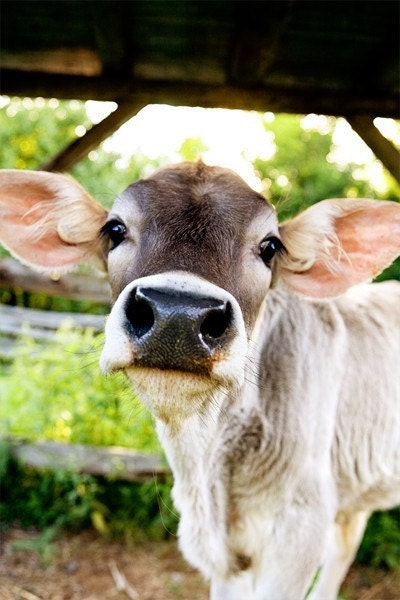Spring Calf - Fine Art signed animal photograph - cow, farm, cute