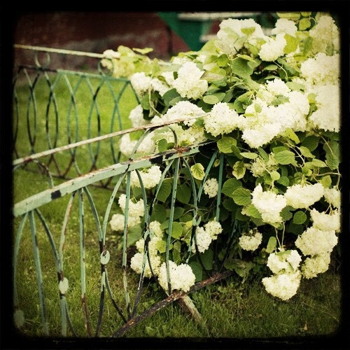 Flower explosion, - Fine Art Photograph