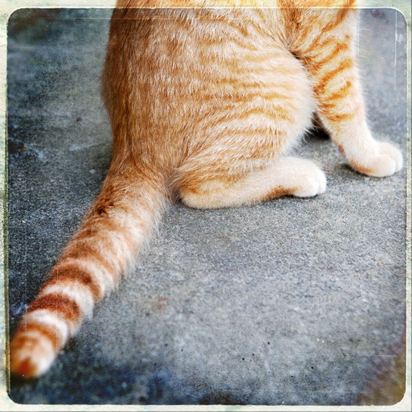 Cat Stripes - Fine Art Animal Photograph - ginger