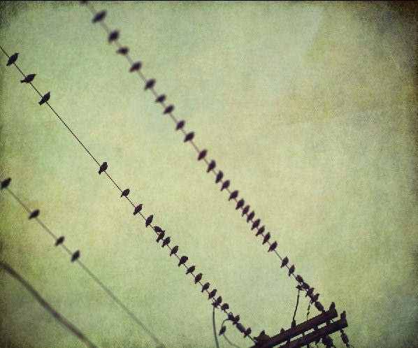 Home Decor Bird Photography, Birds, Sky, Texture - the only exception - 12x10 Signed Print by Tina Crespo Philadelphia Photographer