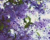 Shelter 8x8 Signed Print by Philadelphia Photographer Tina Crespo - nature, macro, flower, purple, violet, Spring, blooms