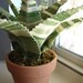 Fabric Leaf Potted Plant - Green Stripe Aloe Vera Succulent