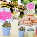 Custom Wild Succulents Bridal Shower Party Printables by MayDetails: Full Collection