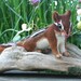Life size Chipmunk OOAK Alpaca Needle felted Artist Doll