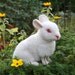 OOAK Needle felted Alpaca Life Size Baby Bunny Rabbit Poseable White albino w red glass eyes Free shipping