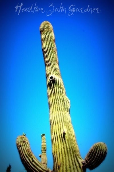 Cactus 8x12 fine art print