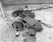 Aspen Leaves 5x7 Black and White Photographic Print