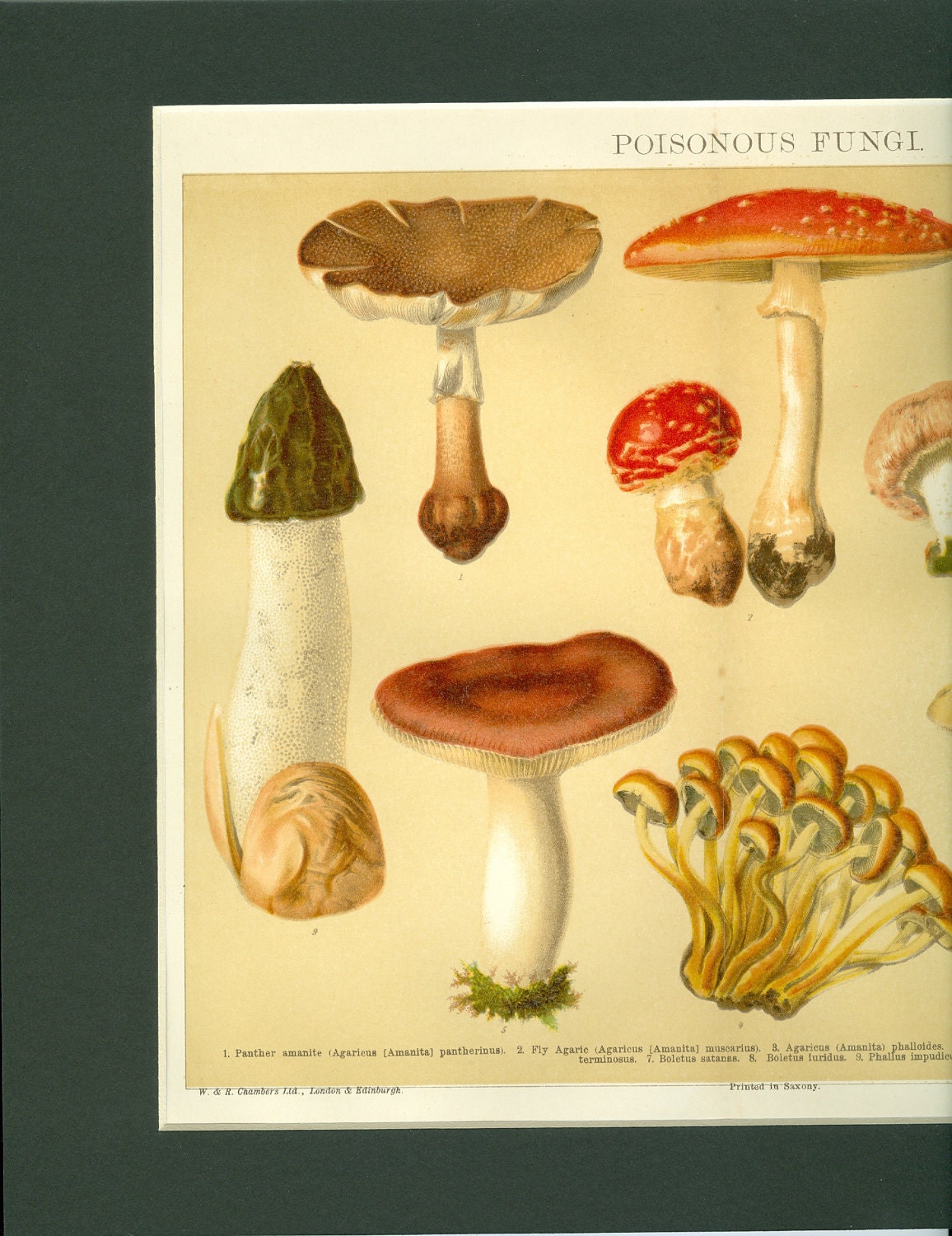 1926 Botanical Vintage Mushroom Poisonous Fungi Print