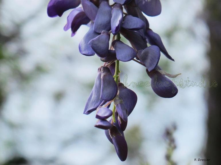 Romantic Wisteria photograph 8x10 fine art flower print soft purple blossom garden wall decor