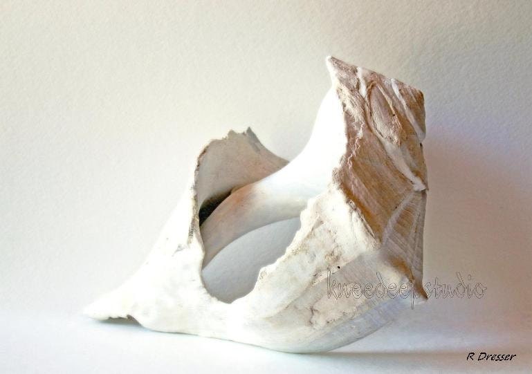 White Seashell Photograph 8x10 print Nautical Decor Beach Home Still Life Nature Portrait Soft Focus