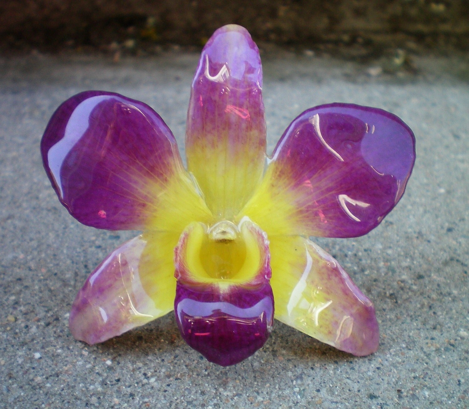 REAL Natural Soft Yellow and Magenta ORCHID Pin and Pendants