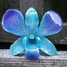REAL Natural Soft Blue and Lilac Purple ORCHID Pin and Pendant