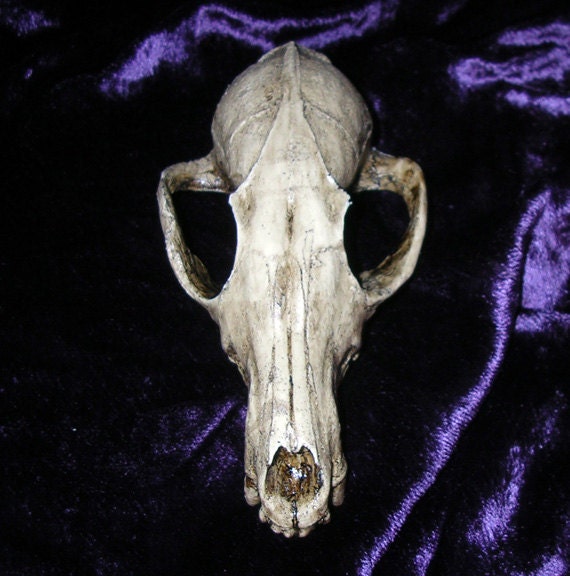 Fox skull beautiful realistic resin replica