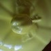SALE  Luneville Yellow Porcelain Tureen
