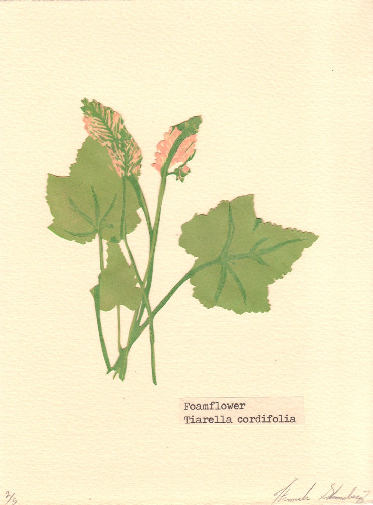 Foamflower