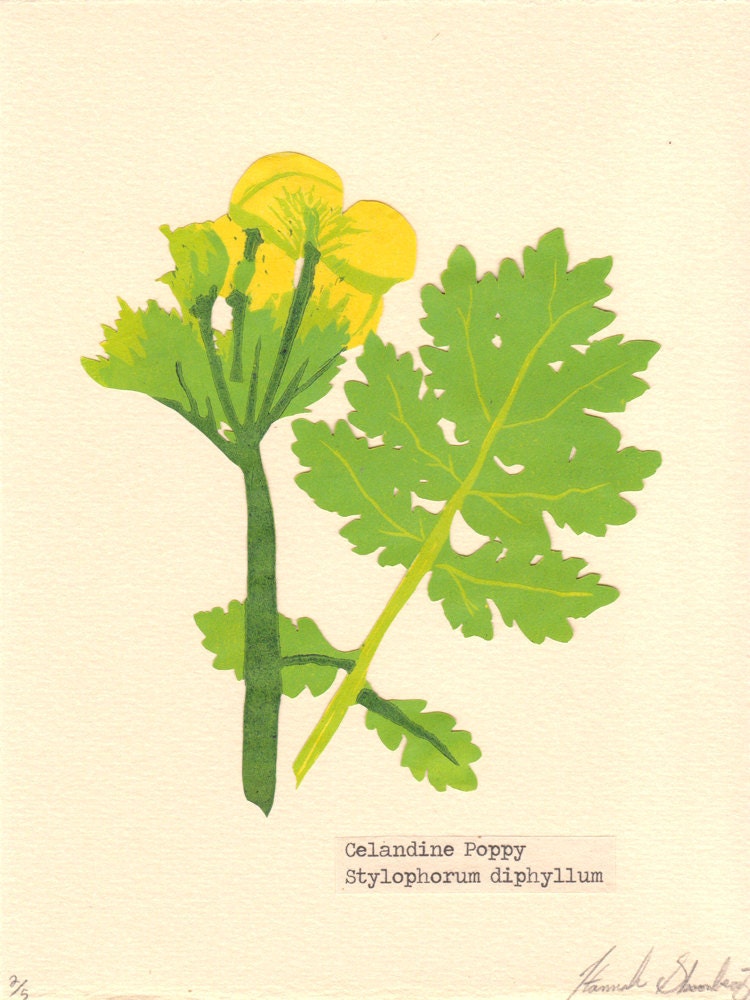 Celandine Poppy
