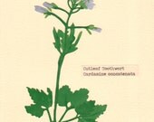 Cutleaf Toothwort