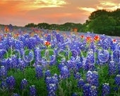 Springtime Sunset in Texas- 15 x 28 signed original photograph - Texas Wild Flowers Bluebonnets Landscape