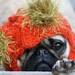 Custom Snuggly Dog Hat
