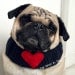 Sweetheart Dog Neck Warmer - Custom Knit Collar - Made to Order